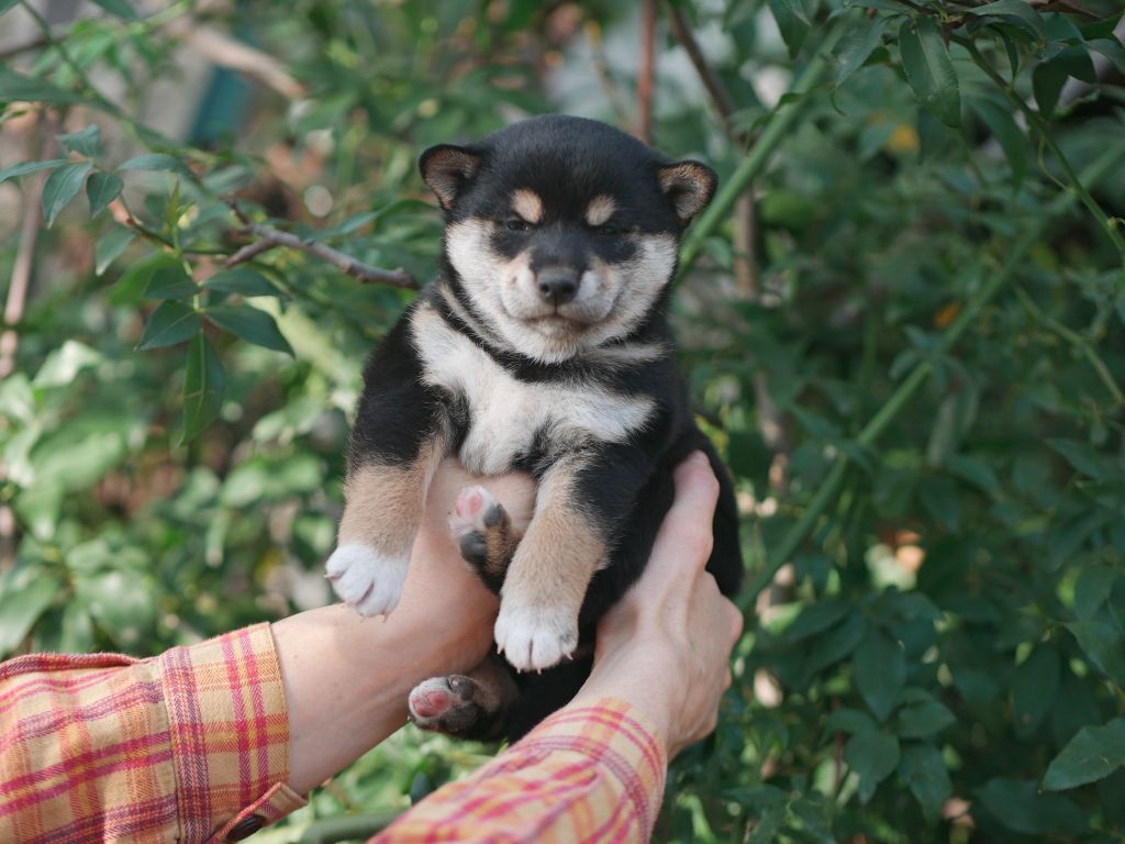 chiot Shiba Des Roses De Charlemagne