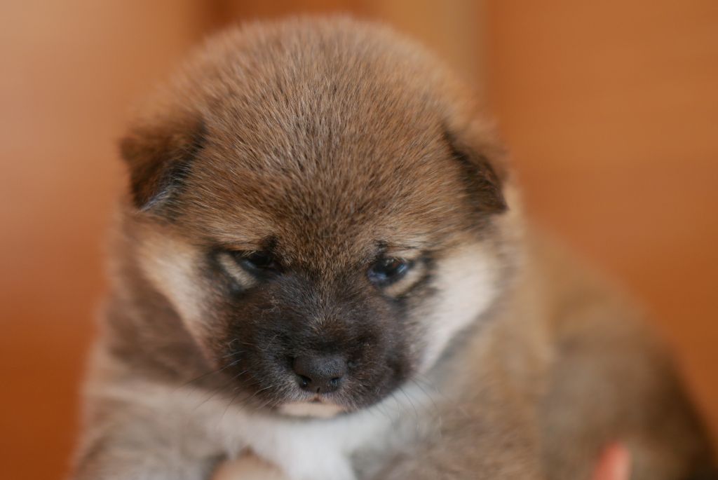 chiot Shiba Des Roses De Charlemagne