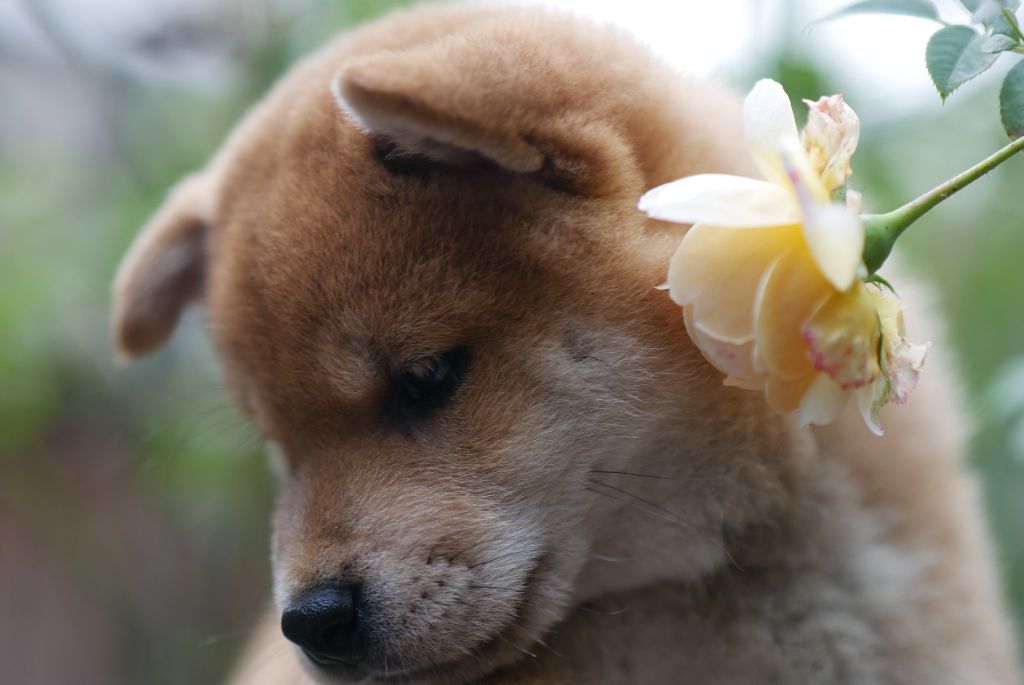 Des Roses De Charlemagne - Chiot disponible  - Shiba