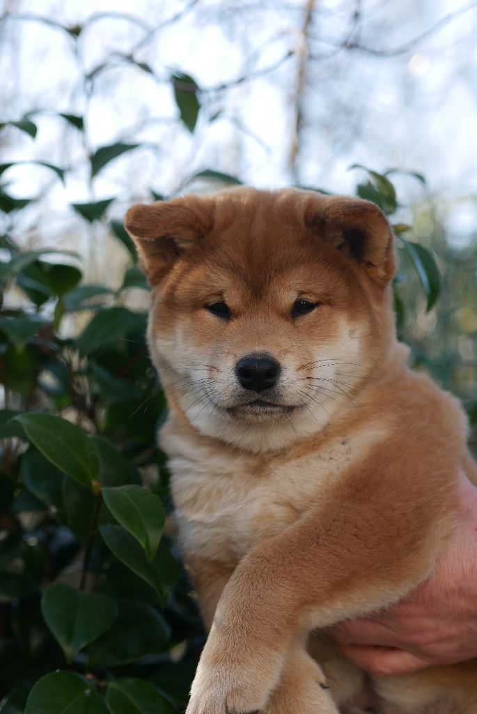 Des Roses De Charlemagne - Chiot disponible  - Shiba