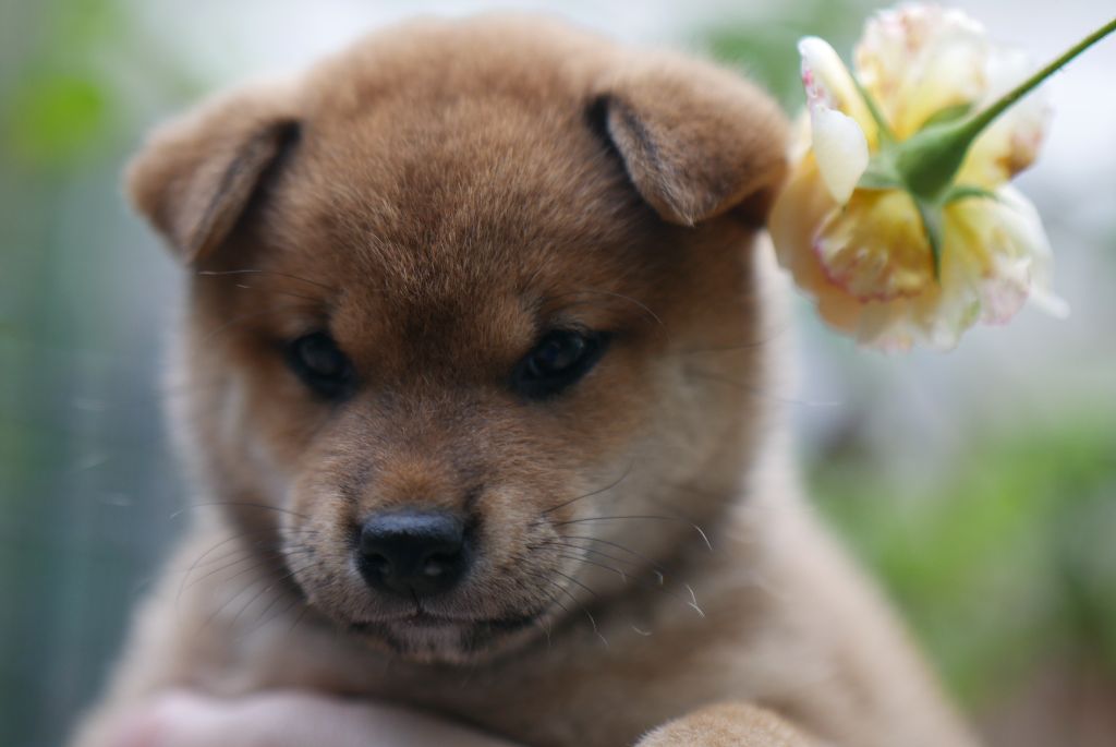 Des Roses De Charlemagne - Chiot disponible  - Shiba