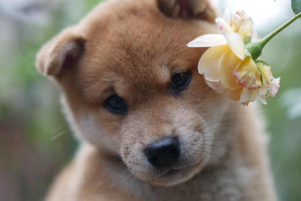 chiot Shiba Des Roses De Charlemagne