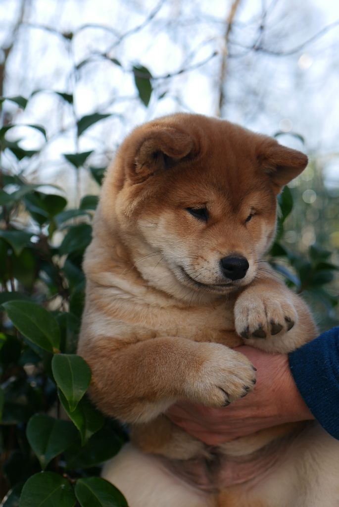 chiot Shiba Des Roses De Charlemagne