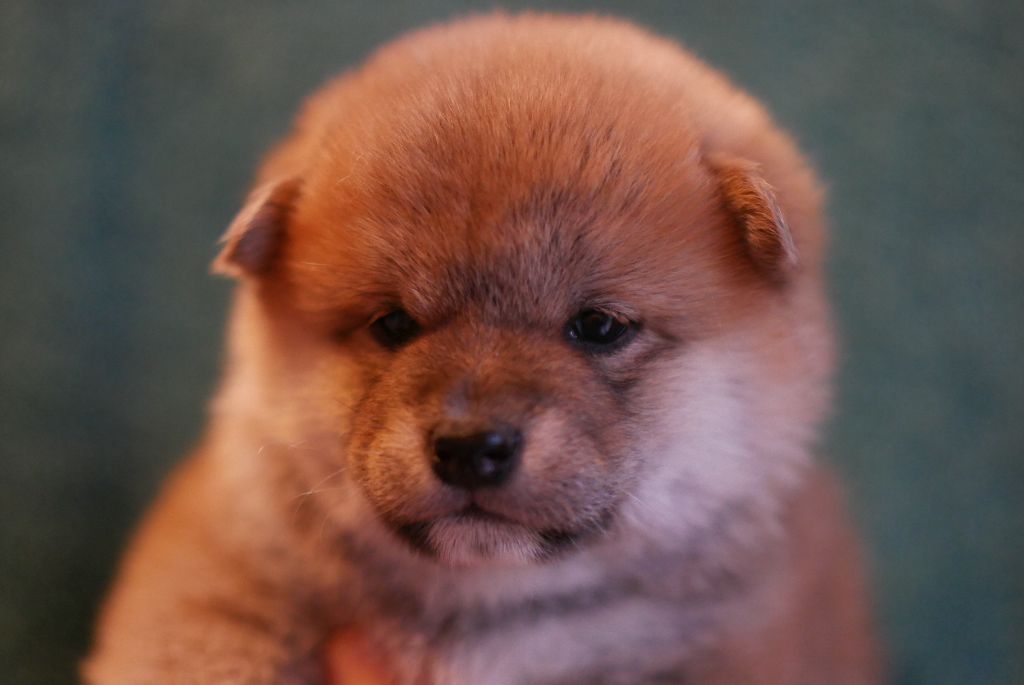 chiot Shiba Des Roses De Charlemagne