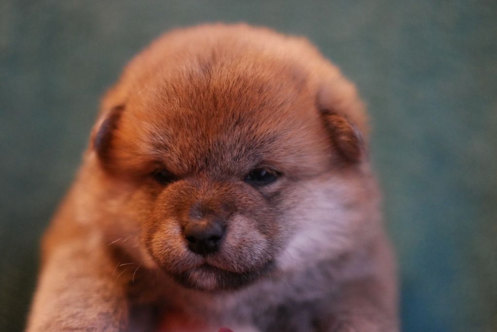 Des Roses De Charlemagne - Chiot disponible  - Shiba