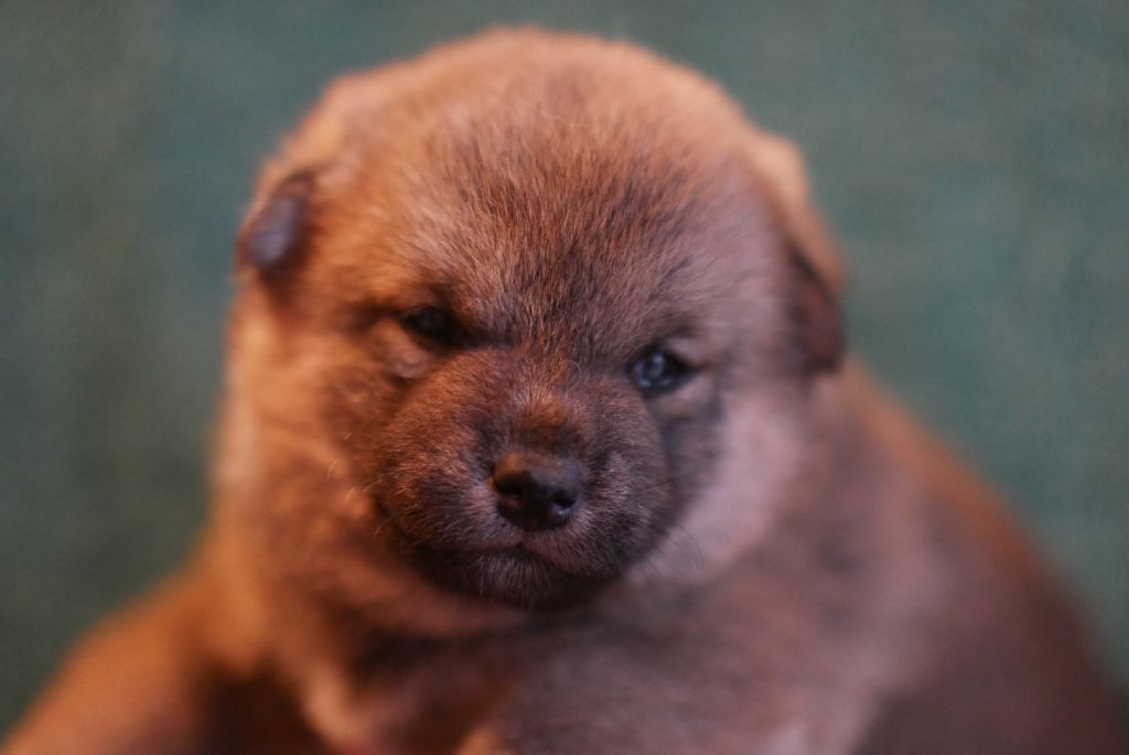 Des Roses De Charlemagne - Chiot disponible  - Shiba