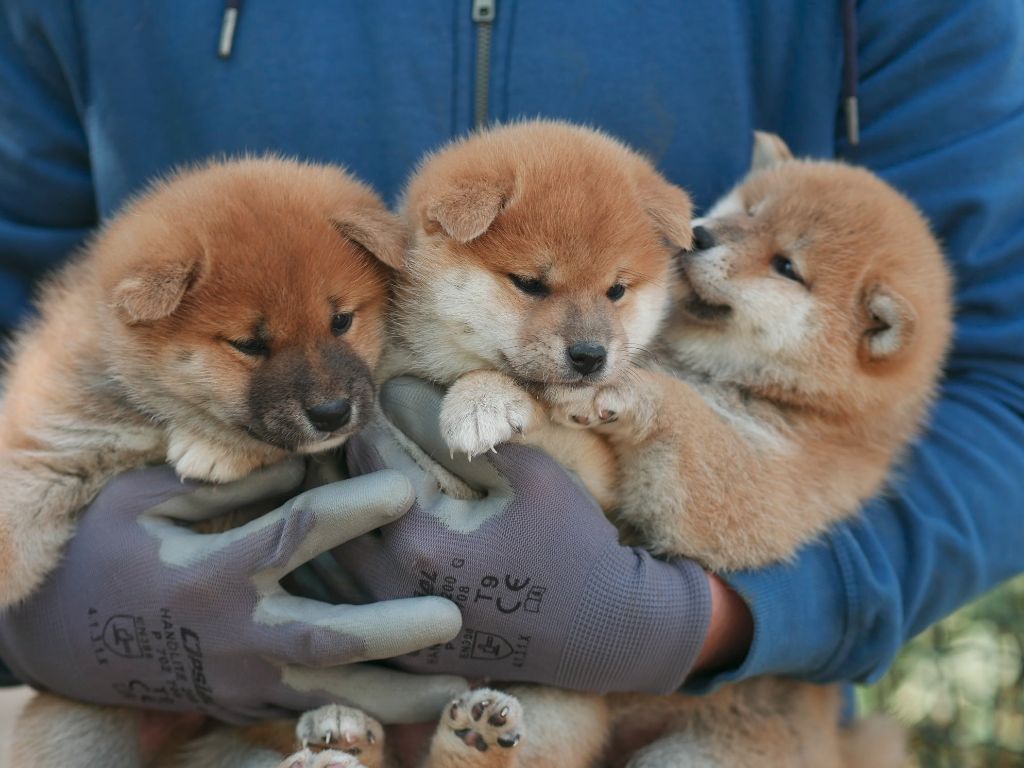 chiot Shiba Des Roses De Charlemagne