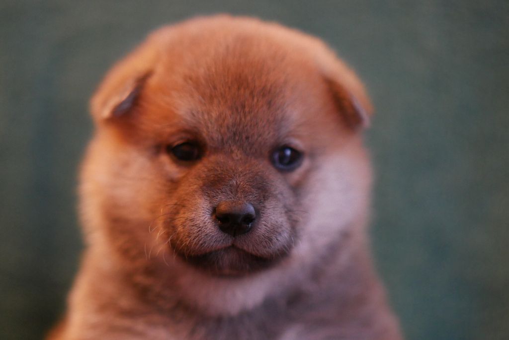 Des Roses De Charlemagne - Chiot disponible  - Shiba