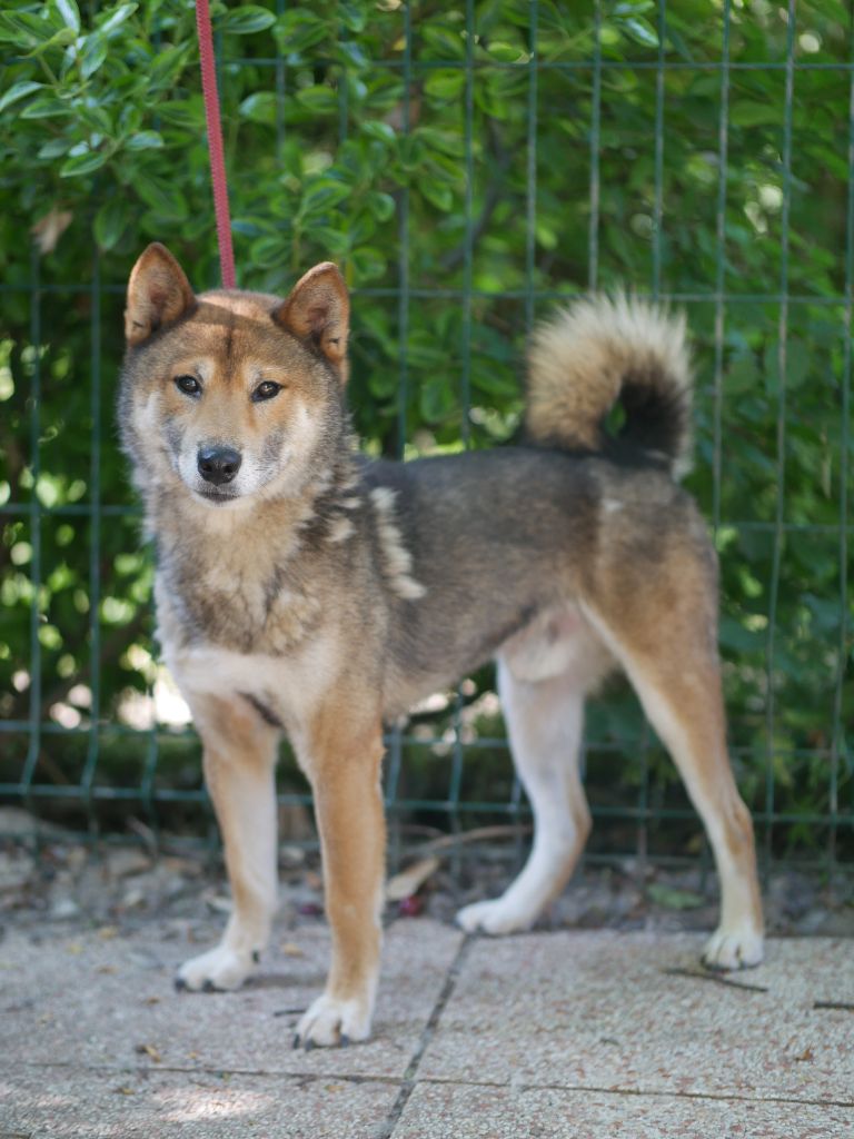 Nikita Des Roses De Charlemagne