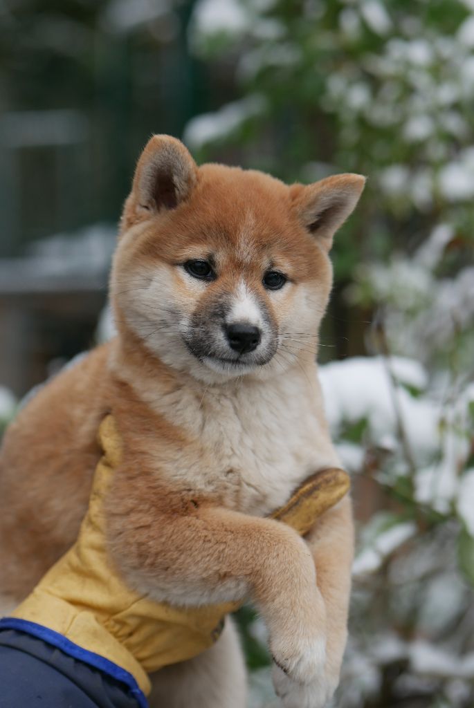 Des Roses De Charlemagne - Chiots disponibles - Shiba