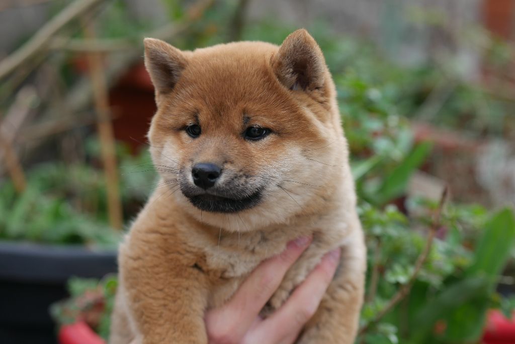 Des Roses De Charlemagne - Chiots disponibles - Shiba