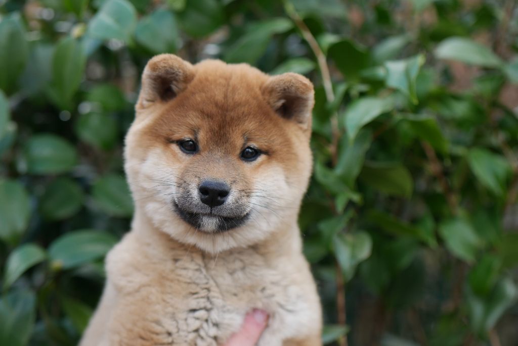 Des Roses De Charlemagne - Chiots disponibles - Shiba