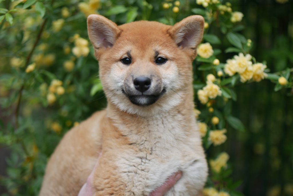 Des Roses De Charlemagne - Chiots disponibles - Shiba