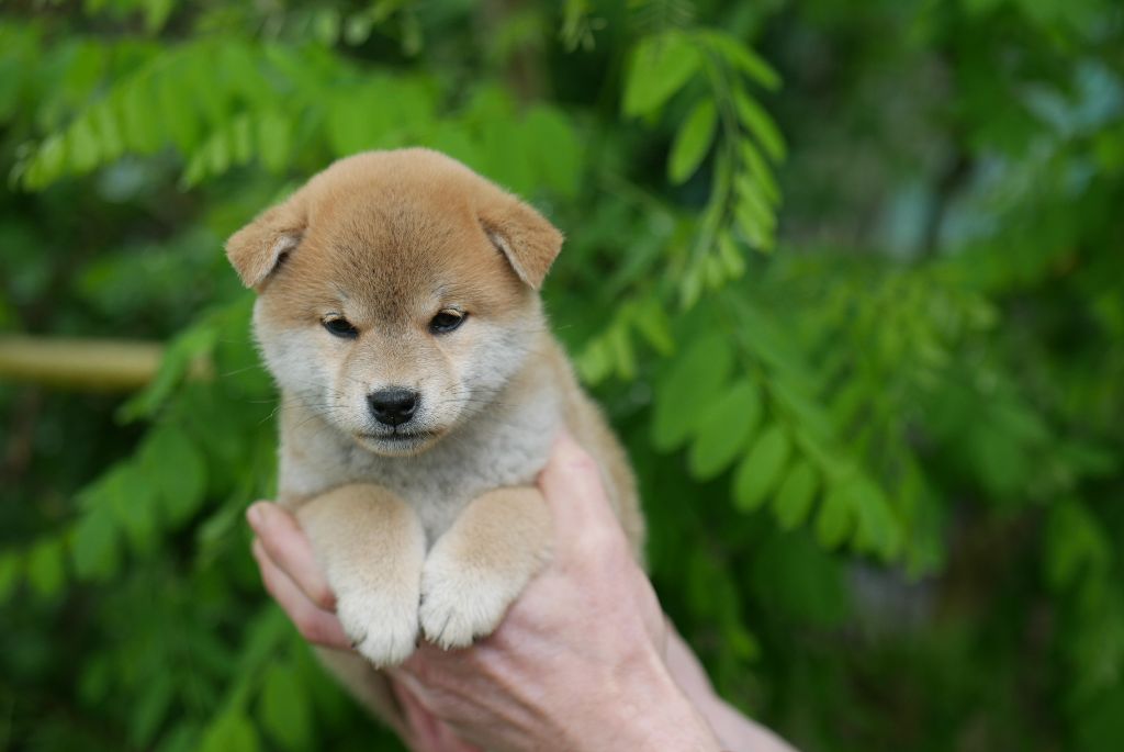 Des Roses De Charlemagne - Chiots disponibles - Shiba