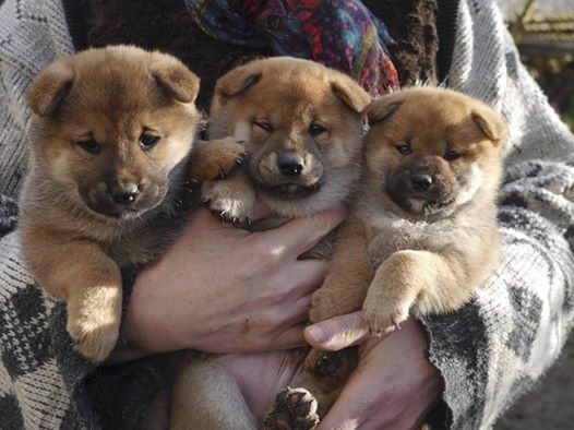 Des Roses De Charlemagne - Shiba - Portée née le 21/11/2014