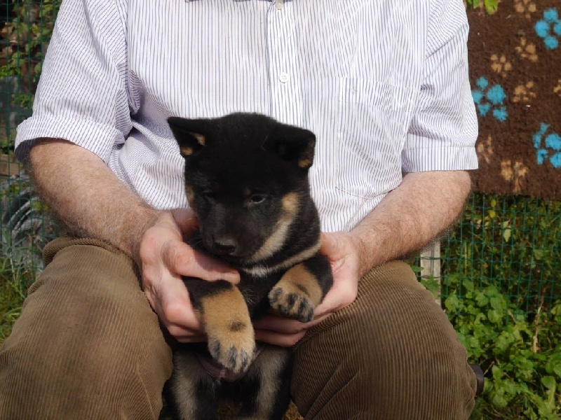 Chiot Shiba Des Roses De Charlemagne