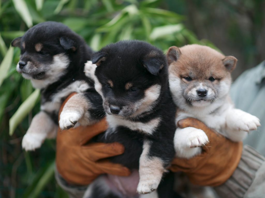 Chiot Shiba Des Roses De Charlemagne