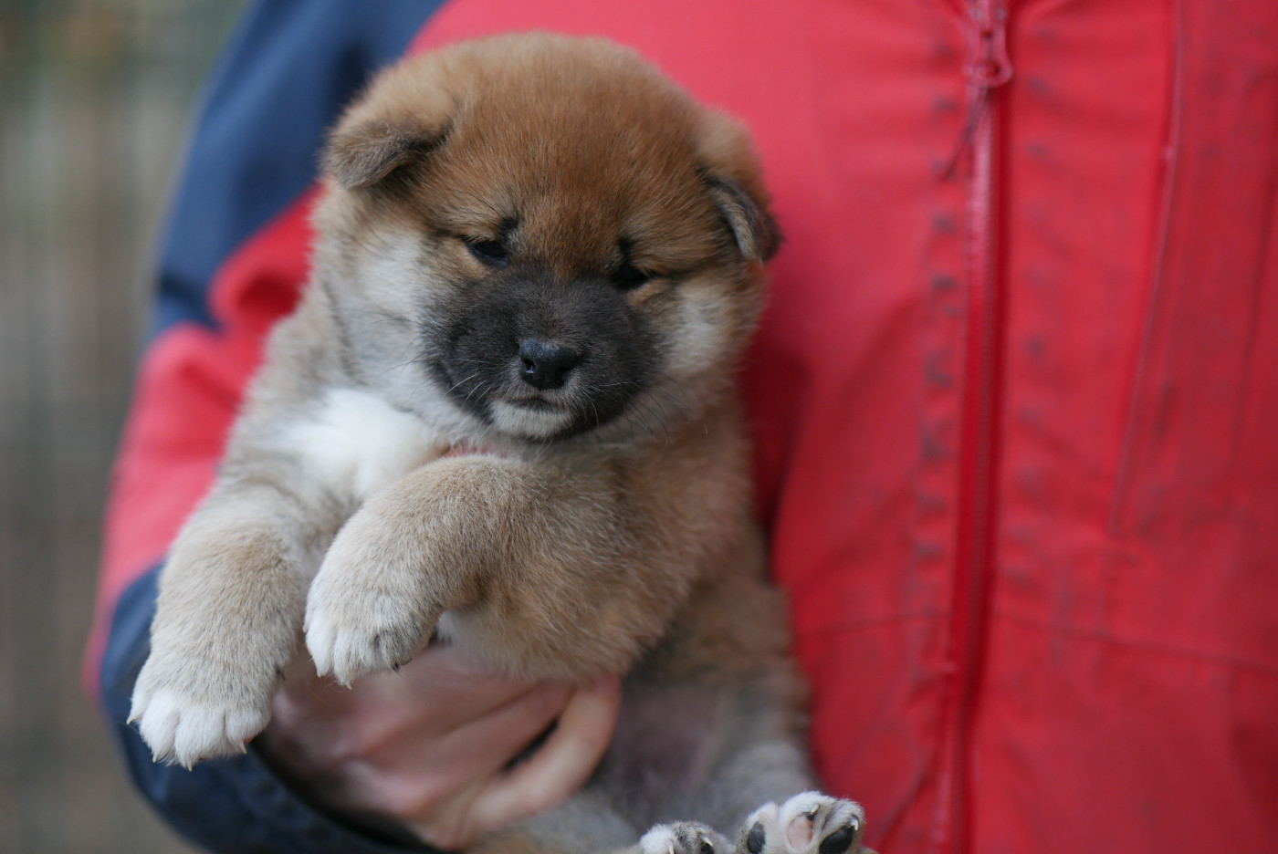 Des Roses De Charlemagne - Chiots disponibles - Shiba