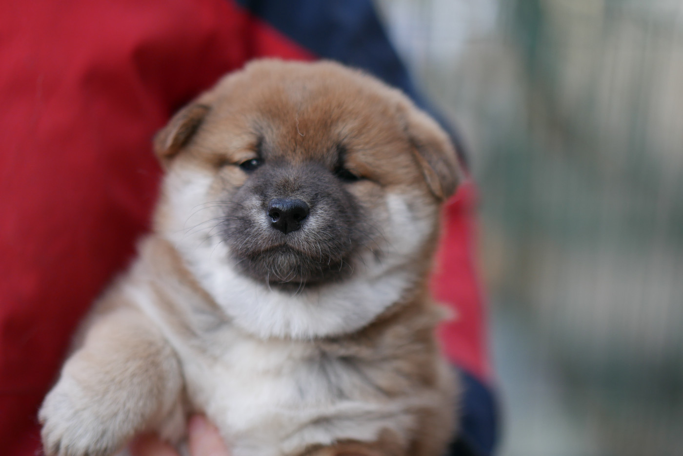 Des Roses De Charlemagne - Chiots disponibles - Shiba