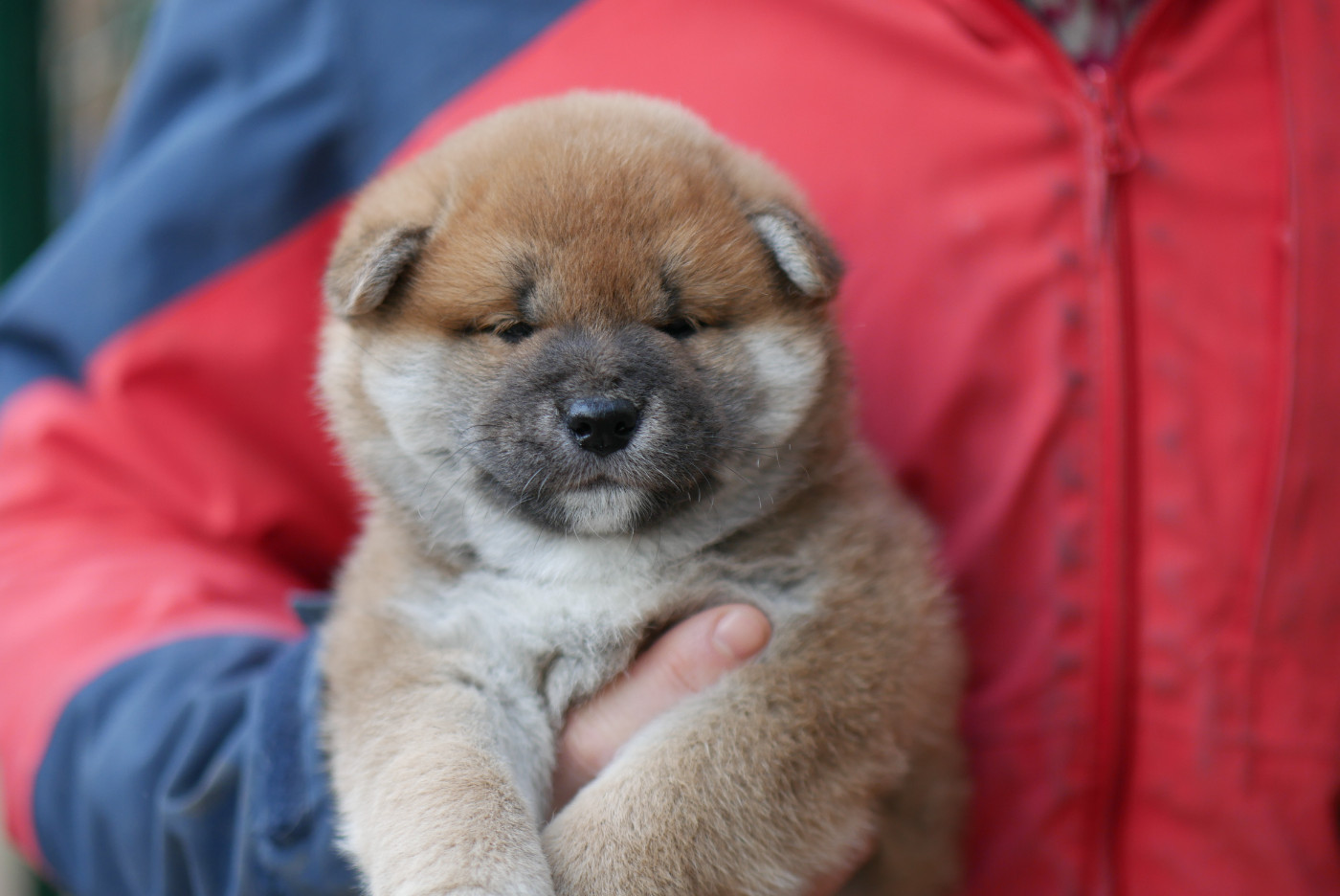 Des Roses De Charlemagne - Chiots disponibles - Shiba