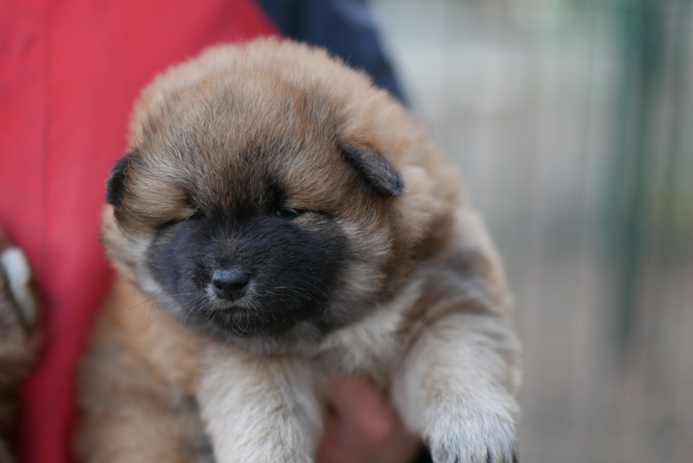 Des Roses De Charlemagne - Chiots disponibles - Shiba