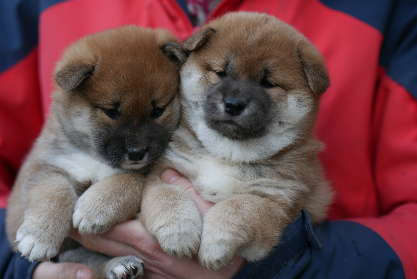 Chiot Shiba Des Roses De Charlemagne