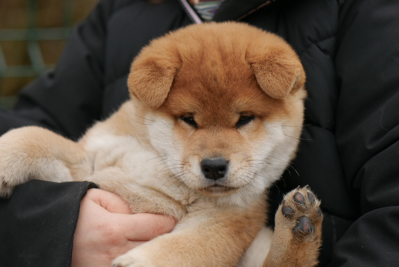 Des Roses De Charlemagne - Chiots disponibles - Shiba