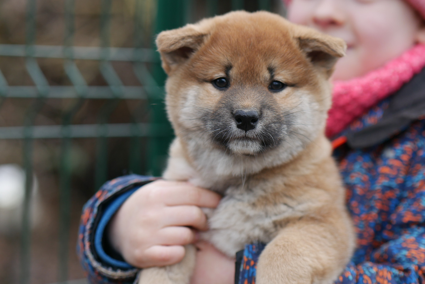 Des Roses De Charlemagne - Chiots disponibles - Shiba