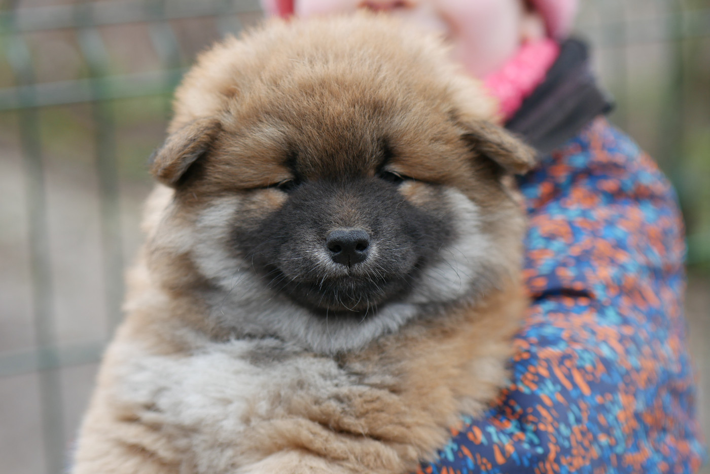 Des Roses De Charlemagne - Chiots disponibles - Shiba