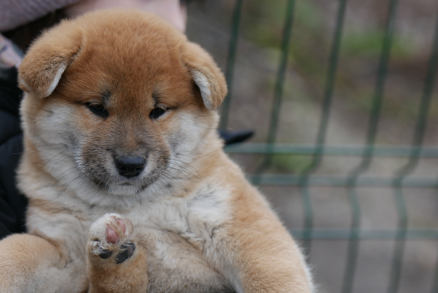 Des Roses De Charlemagne - Chiots disponibles - Shiba