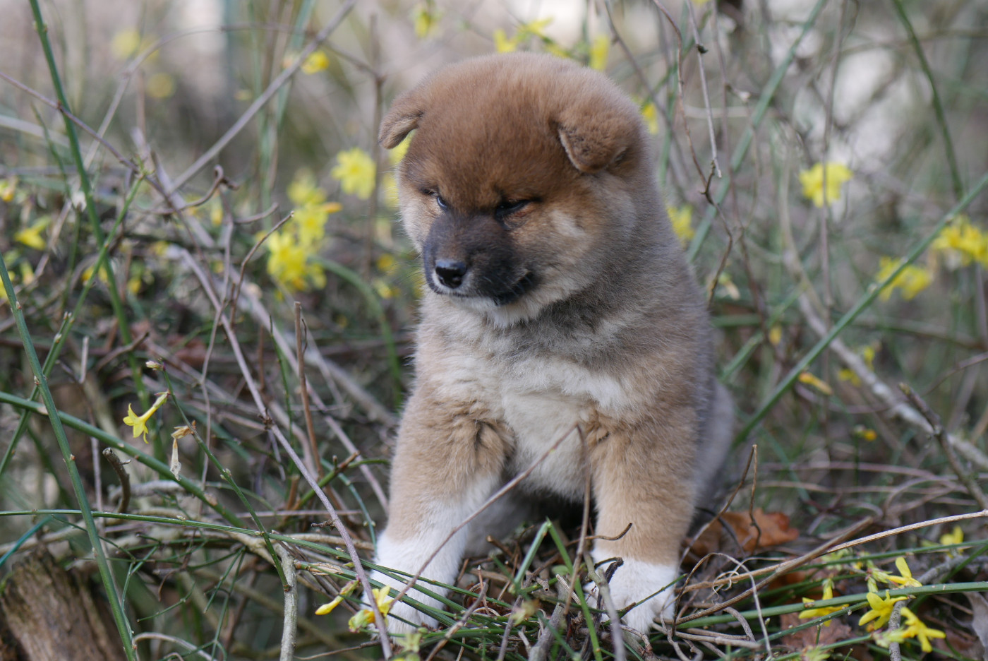 Des Roses De Charlemagne - Chiots disponibles - Shiba