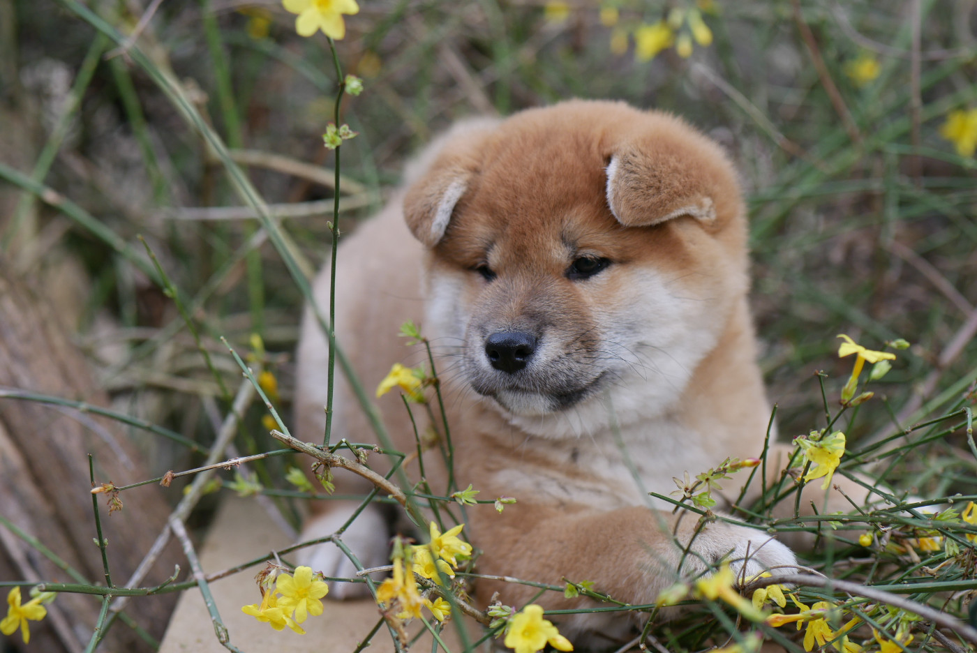 Des Roses De Charlemagne - Chiots disponibles - Shiba