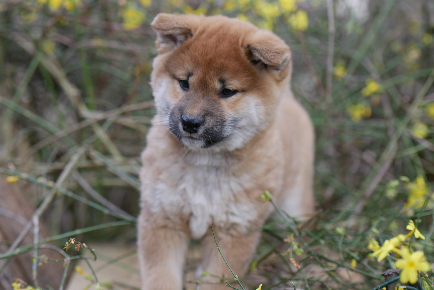 Des Roses De Charlemagne - Chiots disponibles - Shiba