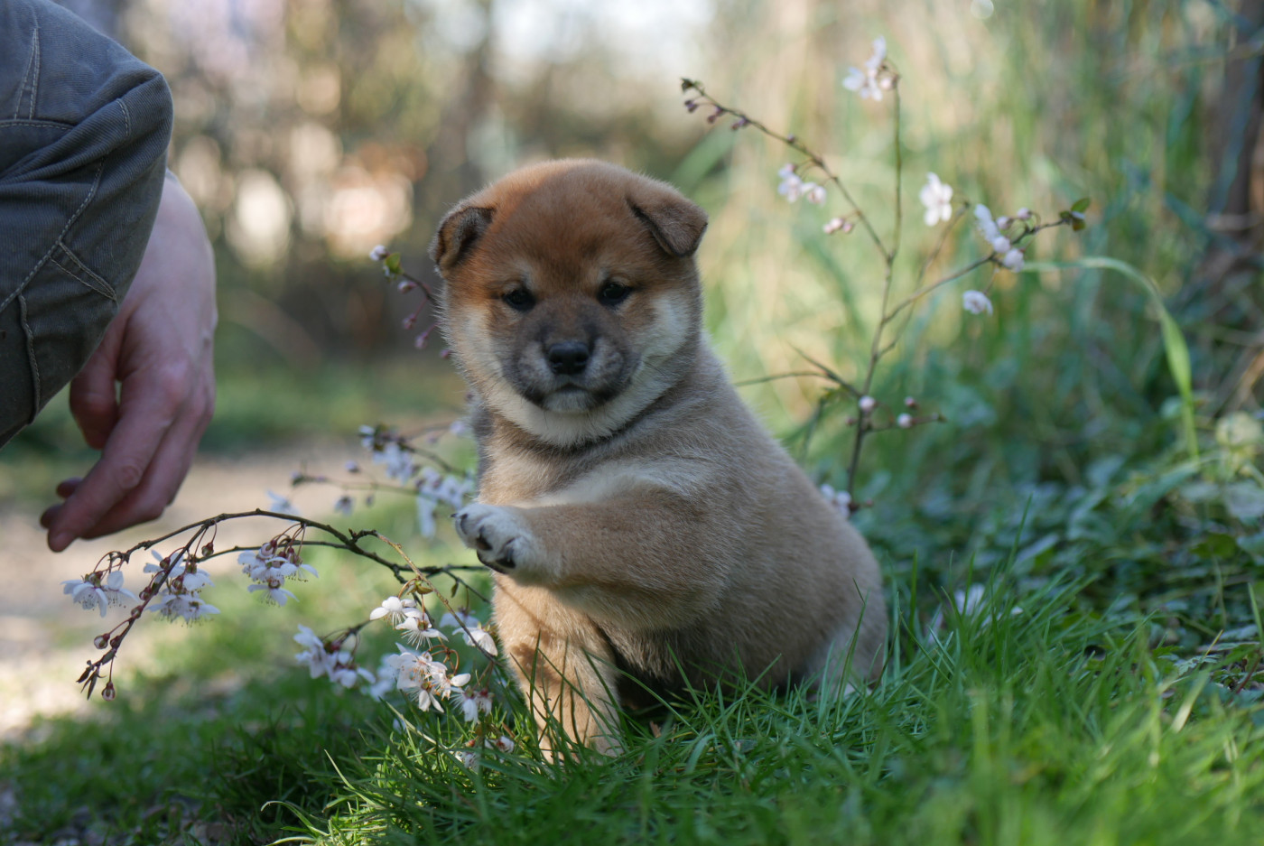 Des Roses De Charlemagne - Shiba - Portée née le 20/01/2026