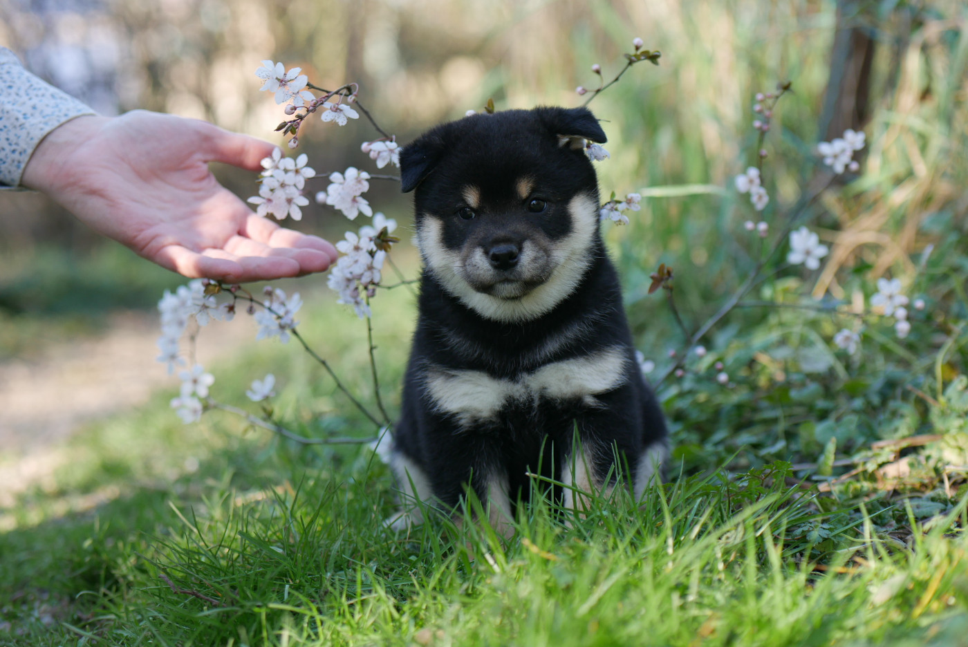 Des Roses De Charlemagne - Chiots disponibles - Shiba