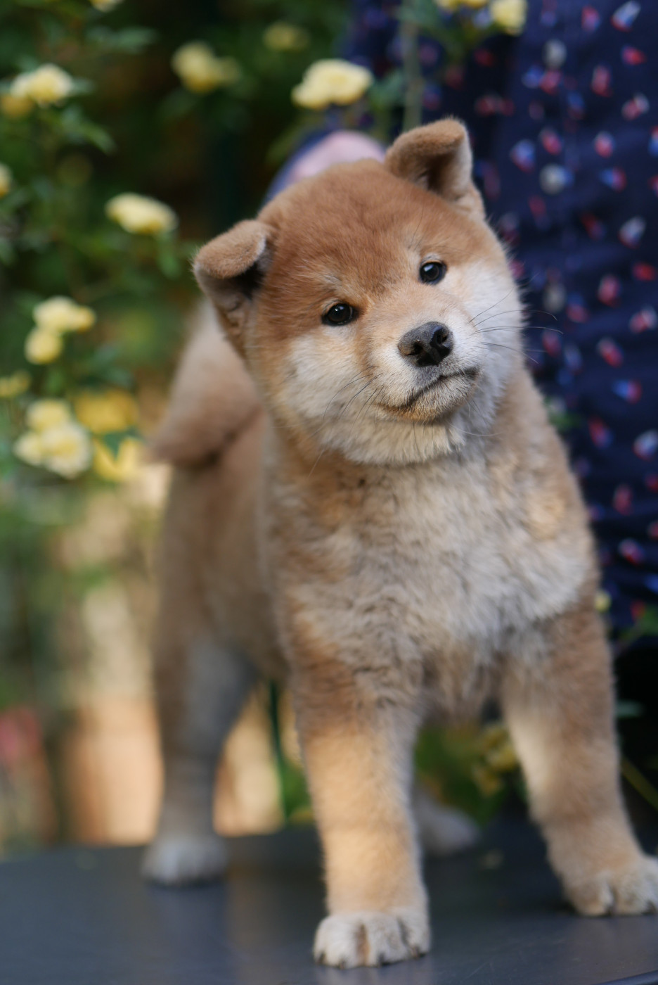 Des Roses De Charlemagne - Chiots disponibles - Shiba