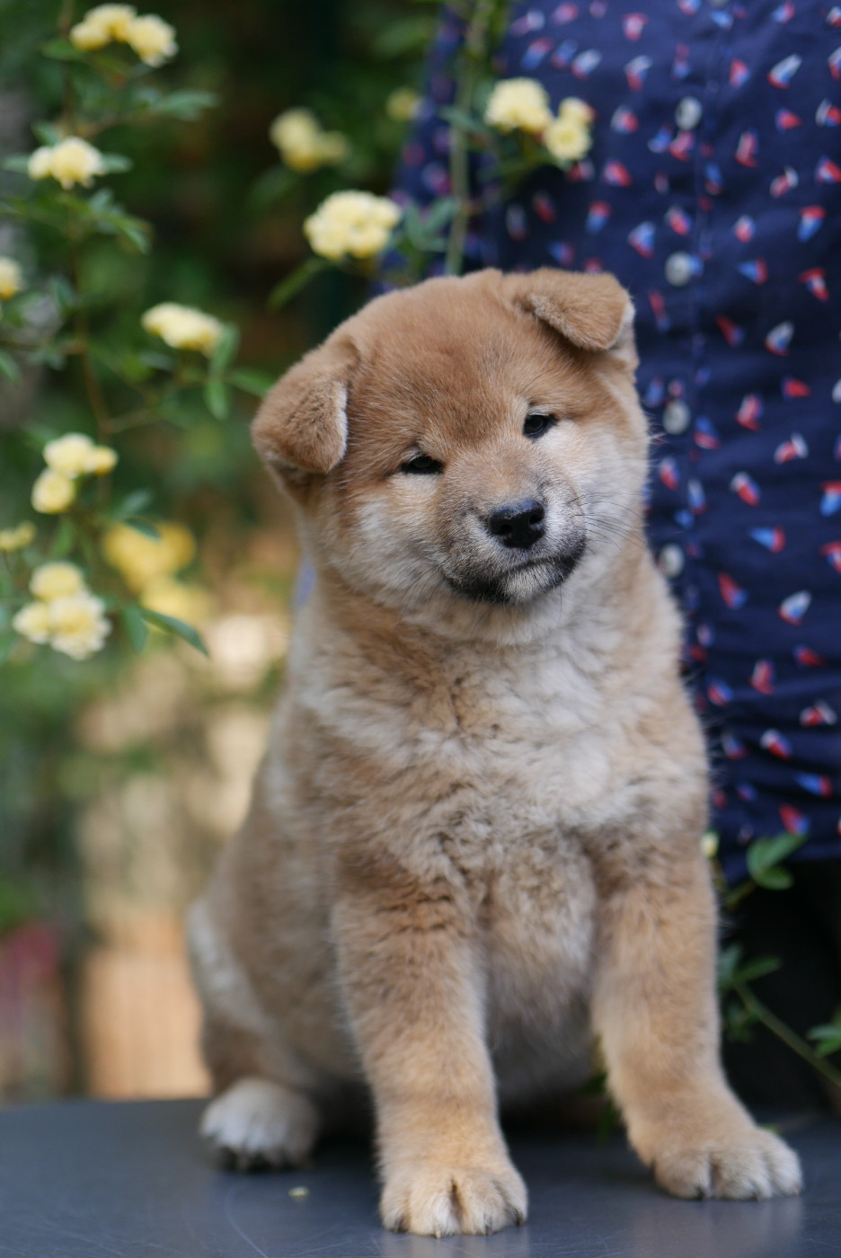 Chiot Shiba Des Roses De Charlemagne