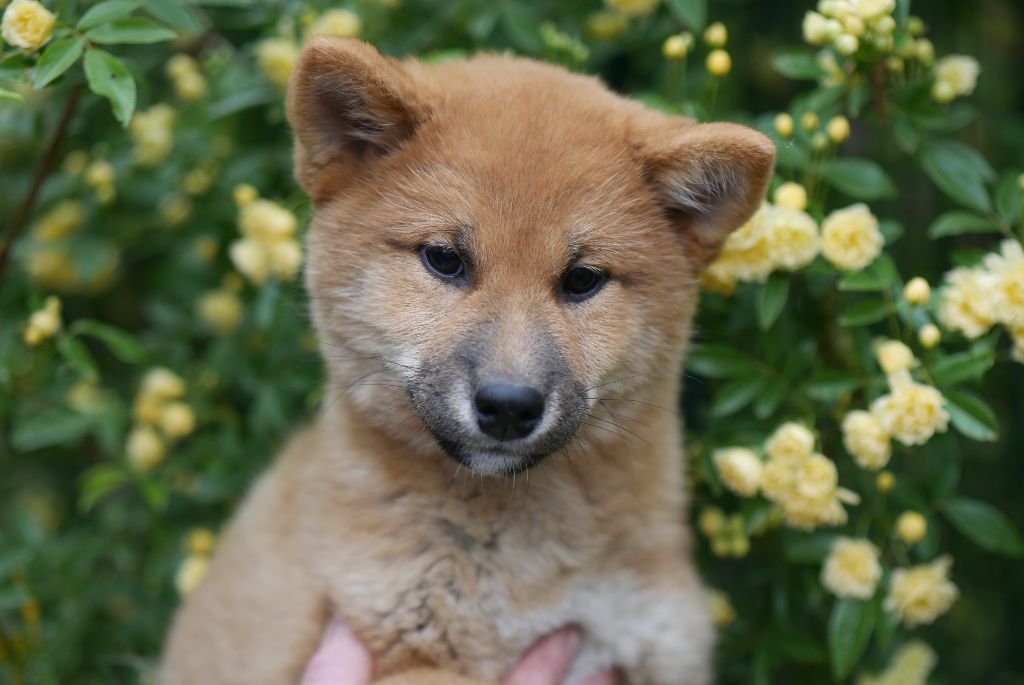Des Roses De Charlemagne - Chiots disponibles - Shiba