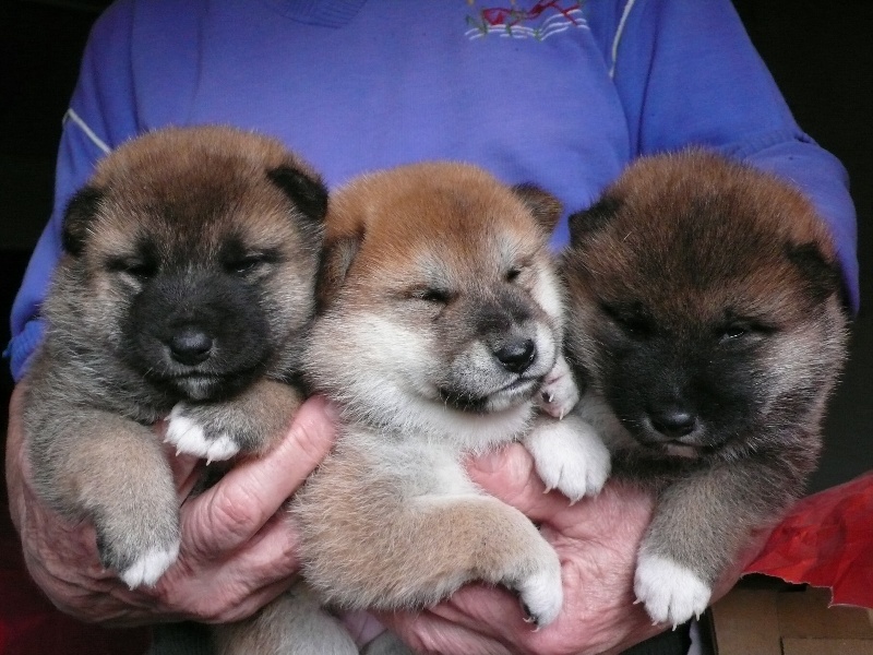 Chiot Shiba Des Roses De Charlemagne