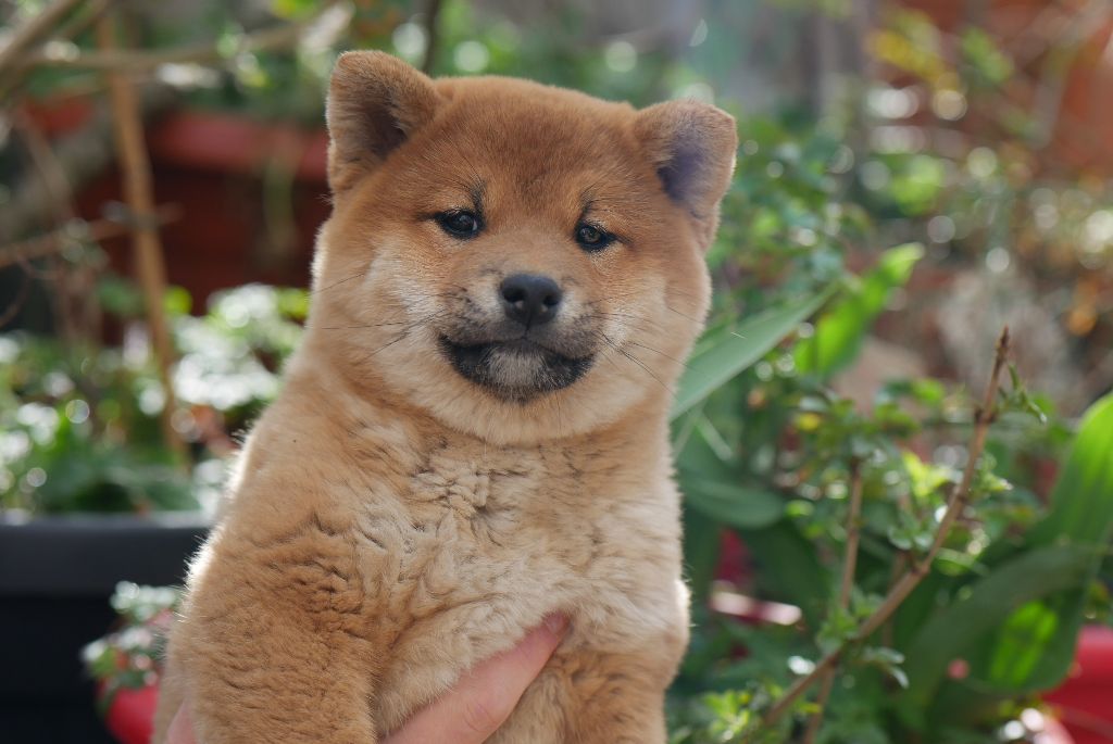 Des Roses De Charlemagne - Chiots disponibles - Shiba