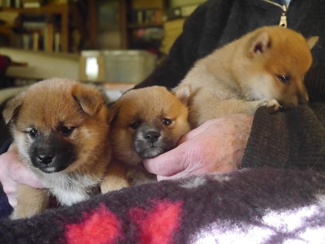 Chiot Shiba Des Roses De Charlemagne