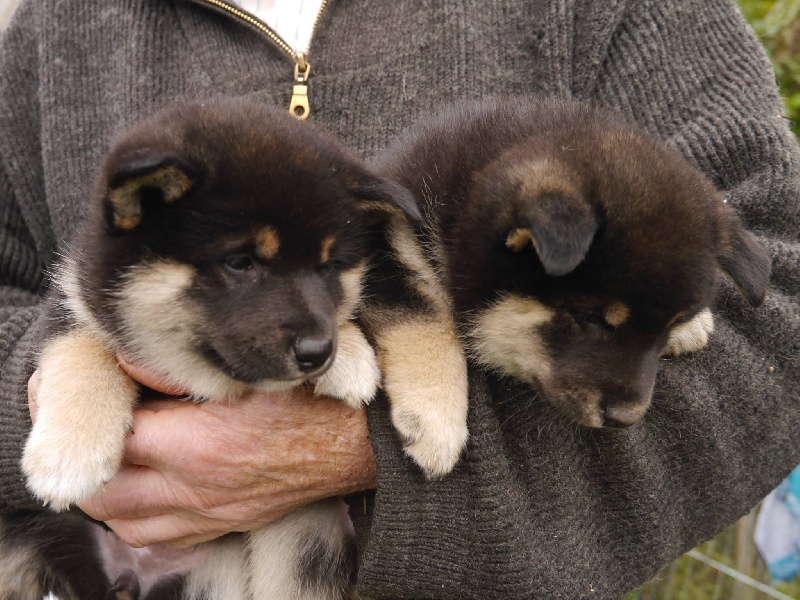 Chiot Shiba Des Roses De Charlemagne