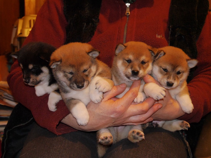 Chiot Shiba Des Roses De Charlemagne