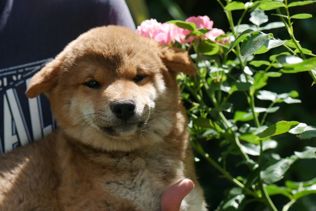 Des Roses De Charlemagne - Chiots disponibles - Shiba