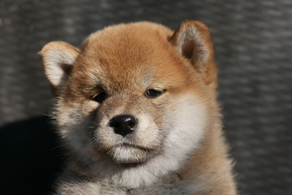 Chiot Shiba Des Roses De Charlemagne