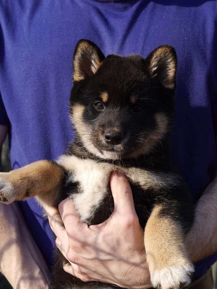 Chiot Shiba Des Roses De Charlemagne