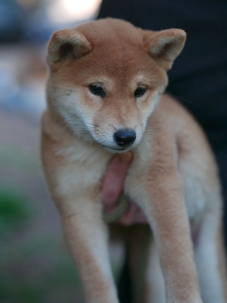 Chiot Shiba Des Roses De Charlemagne