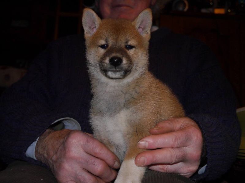 Chiot Shiba Des Roses De Charlemagne