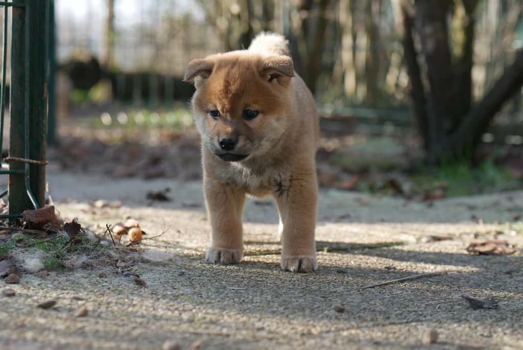 Des Roses De Charlemagne - Chiots disponibles - Shiba