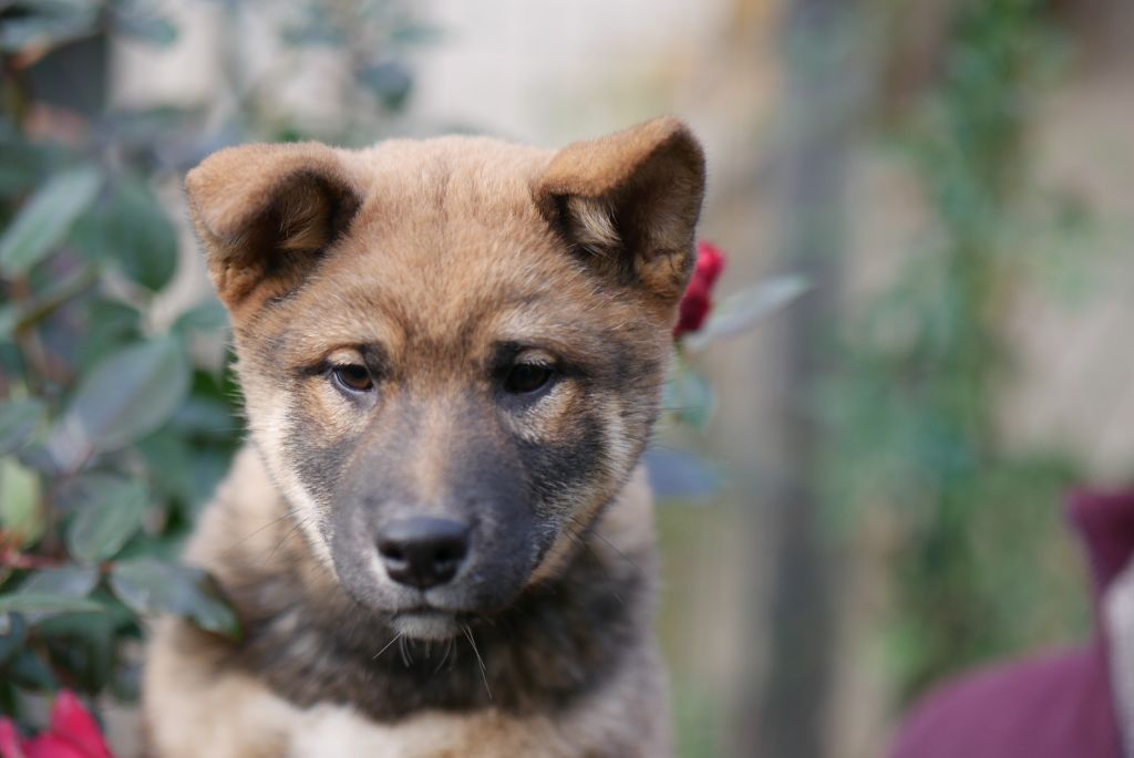 Des Roses De Charlemagne - Chiots disponibles - Shiba